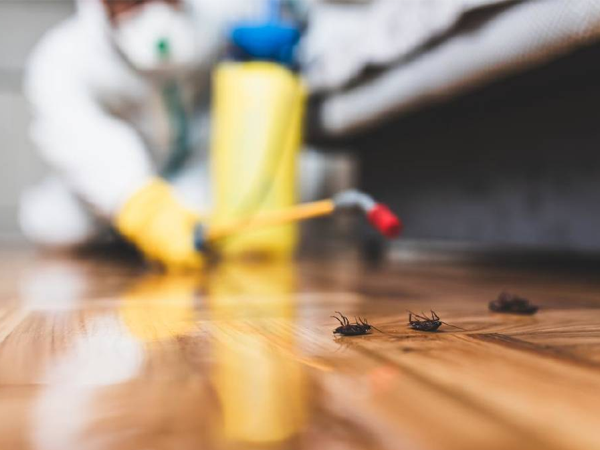 Annual Pest Control Program in Toronto