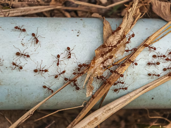 Ant Control Brampton