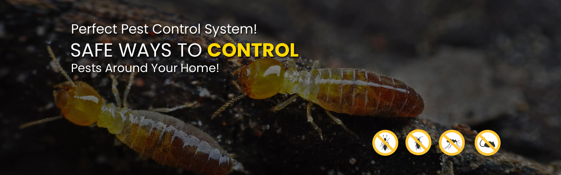 Pest Control Services in Brampton