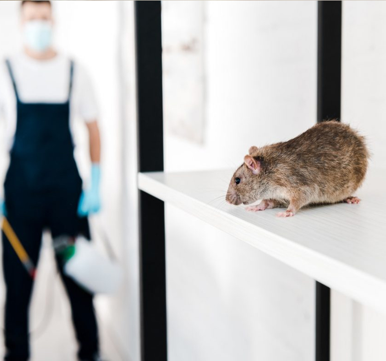 Rodent control removal services in Brampton