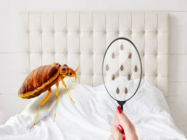 BED BUG CONTROL SERVICES IN BRAMPTON