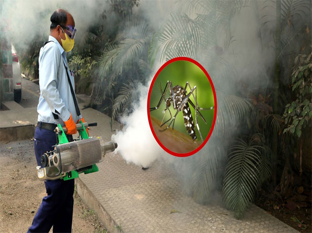 MOSQUITO CONTROL IN Ahmedabad