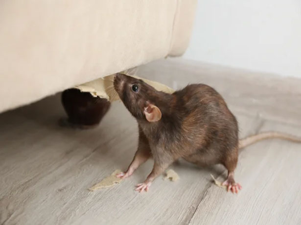 RODENT,CONTROL SERVICES IN BRAMPTON